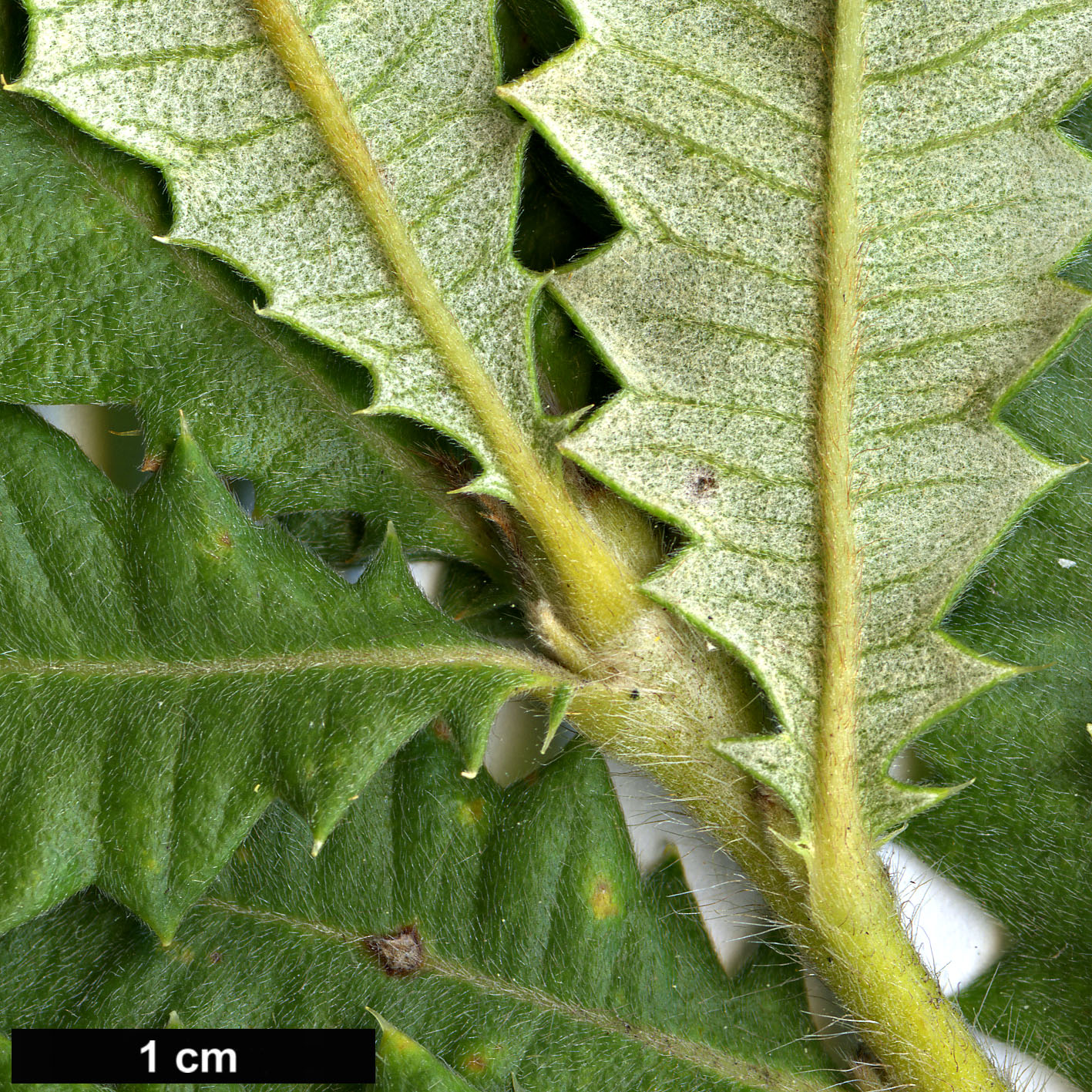 High resolution image: Family: Proteaceae - Genus: Dryandra - Taxon: praemorsa - SpeciesSub: var. praemorsa